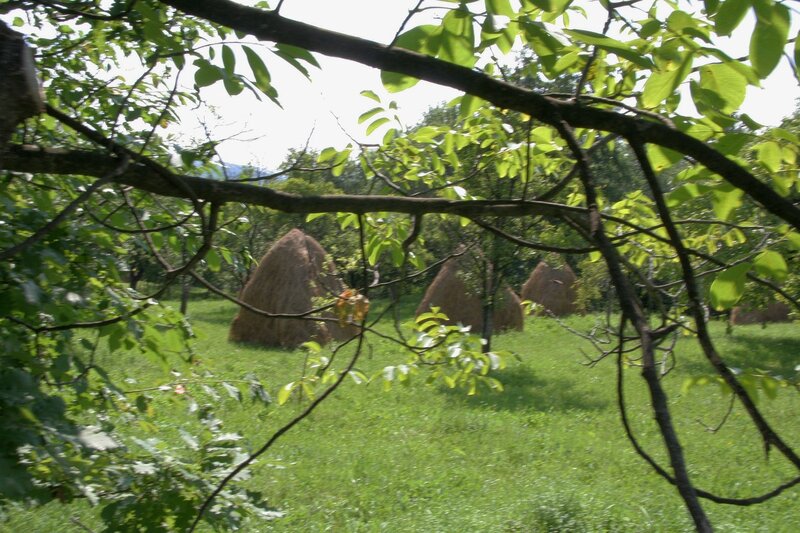 Valea Danului, Curtea de Arges, teren 5844 mp intravilan, extravilan.